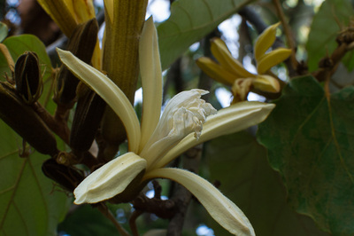 Pterospermum acerifolium